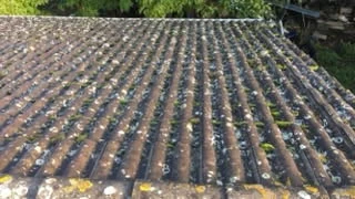 démoussage de toiture avant